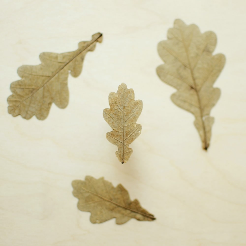 oak leaf